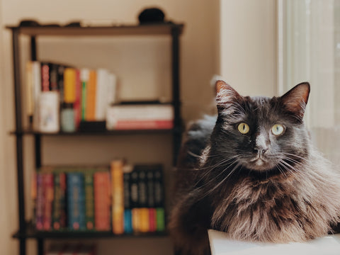 Adorable Cat in Cozy Home Library -- Library Kitty -- Books and Cats -- Hygge Aesthetic