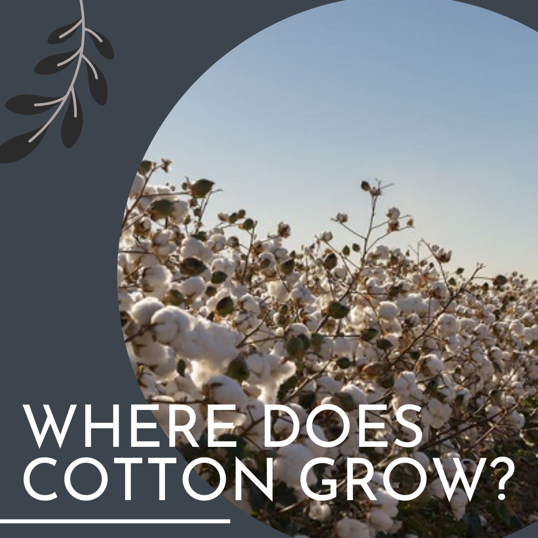 What Is Cotton? A Complete Guide to the History, Characteristics, and Uses  of Cotton - 2024 - MasterClass