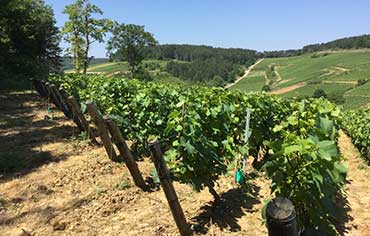 domaine dénis corton Charlemagne