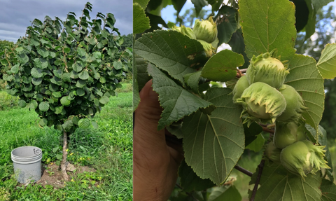 Photon hazelnut tree with second picture showing its beautiful hazelnuts at Z's Nutty Ridge lLC