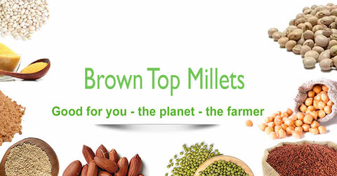 Brown Top Millet is advantageous for farmers 