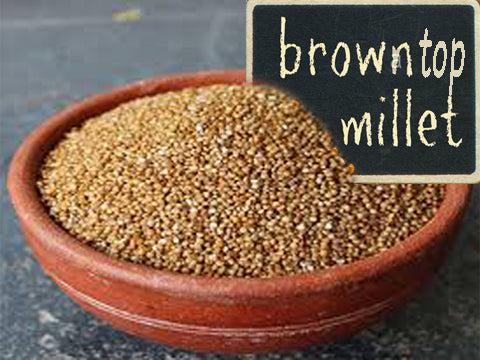 Brown Top Millet