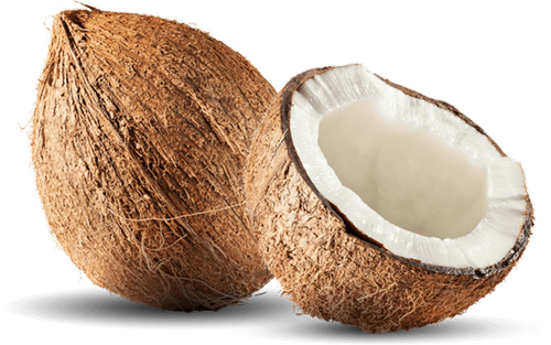 Coconut