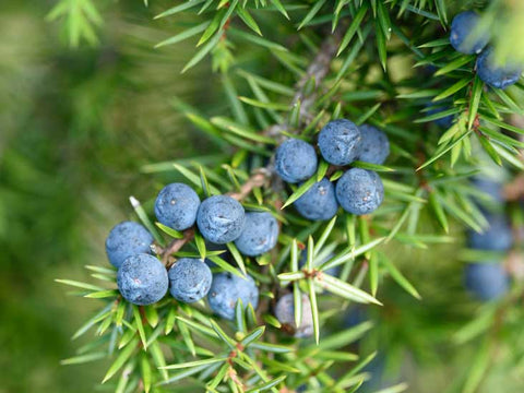 Common Juniper