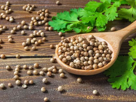 Coriander