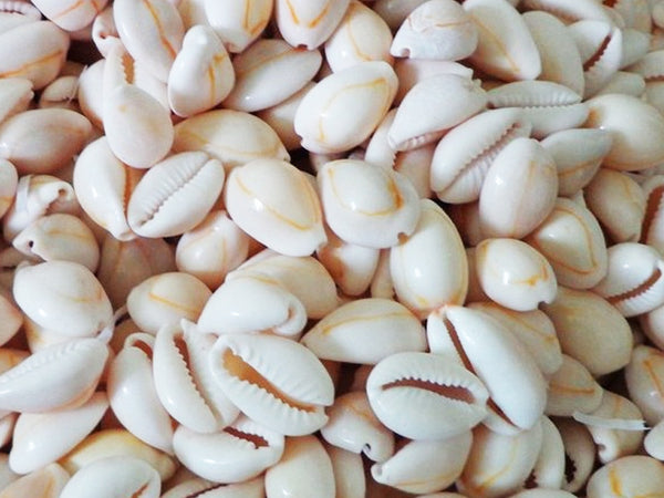 Cowrie Shell Ash