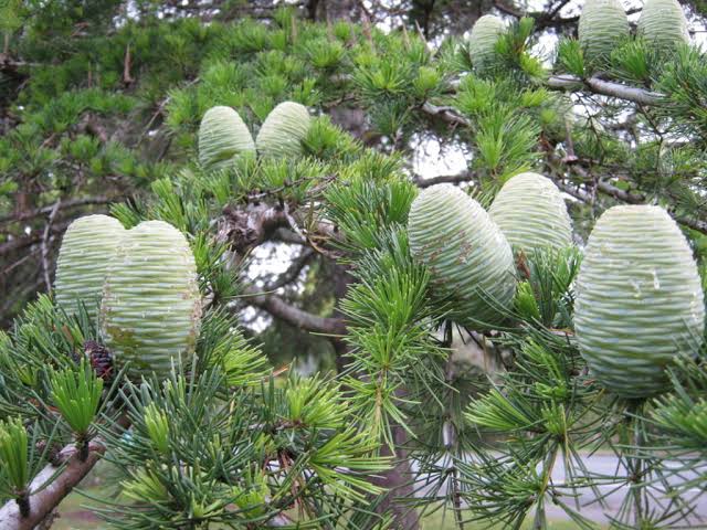 Himalayan Cedar