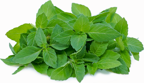 Holi Basil( Tulsi)