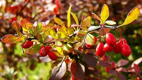 Indian Barberry