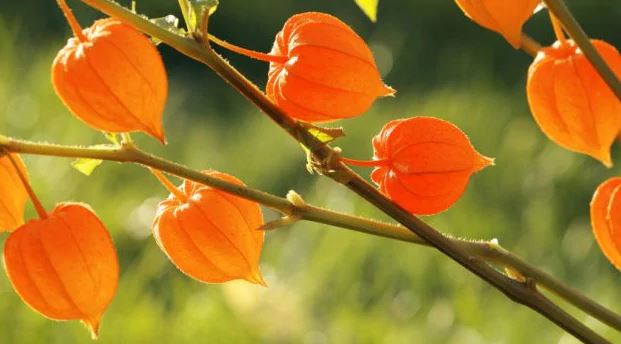 Indian Ginseng