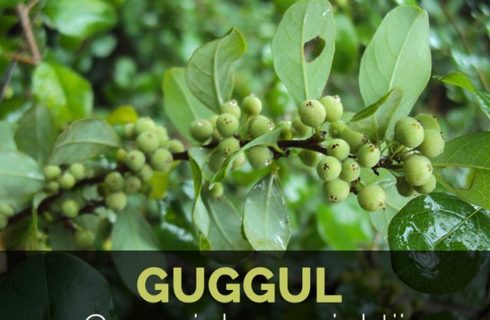 Guggul