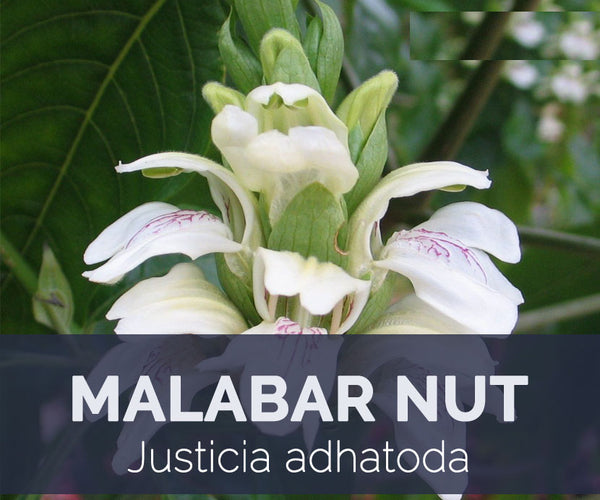 Malabar Nut