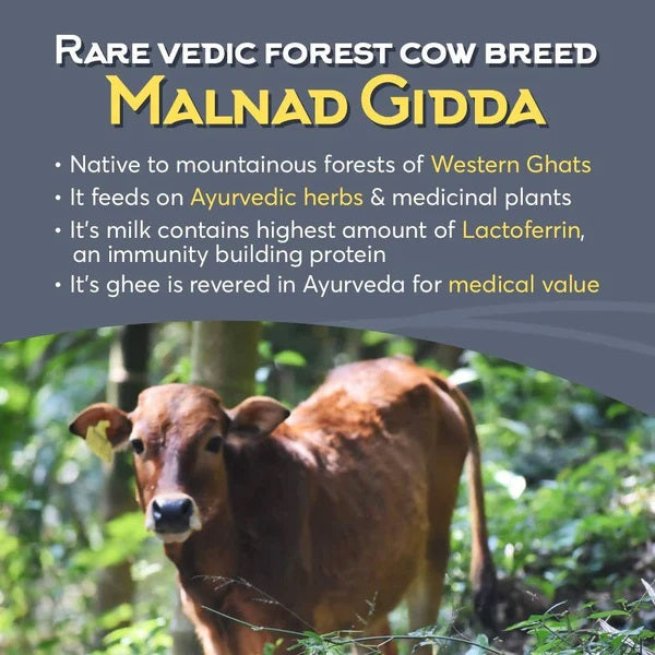 Malnad Gidda Desi Cow