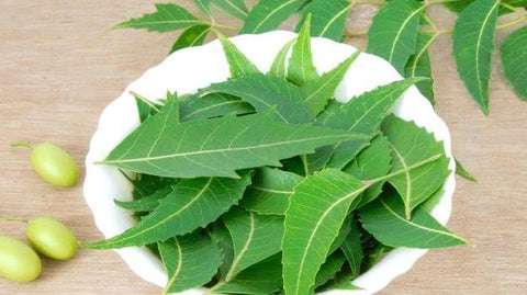 Neem Tree