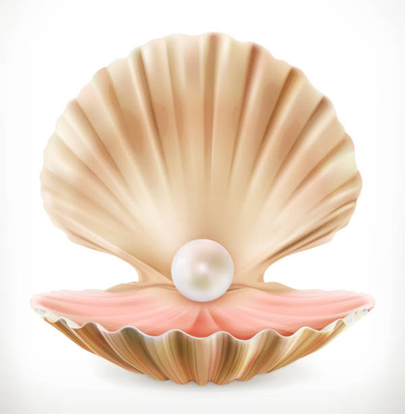 Pearl Oyster Shell