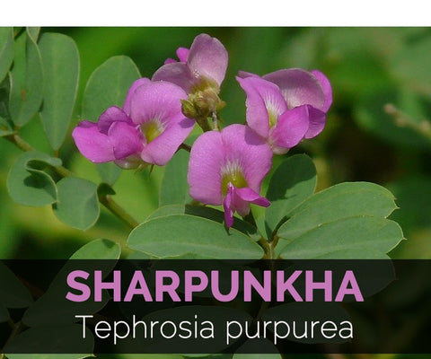 Sarpunkha (Tephrosia purpurea)