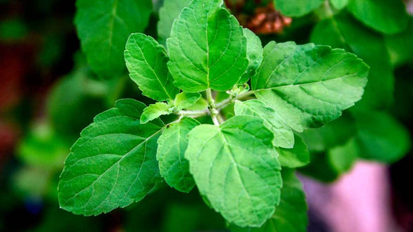 Tulsi/ Basil