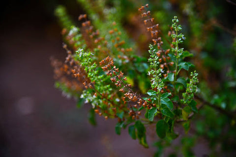 Tulsi or Holy Basil