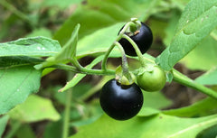 Black Nightshade