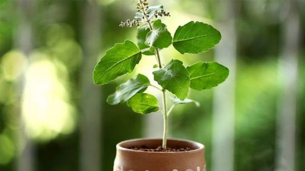 Tulsi 