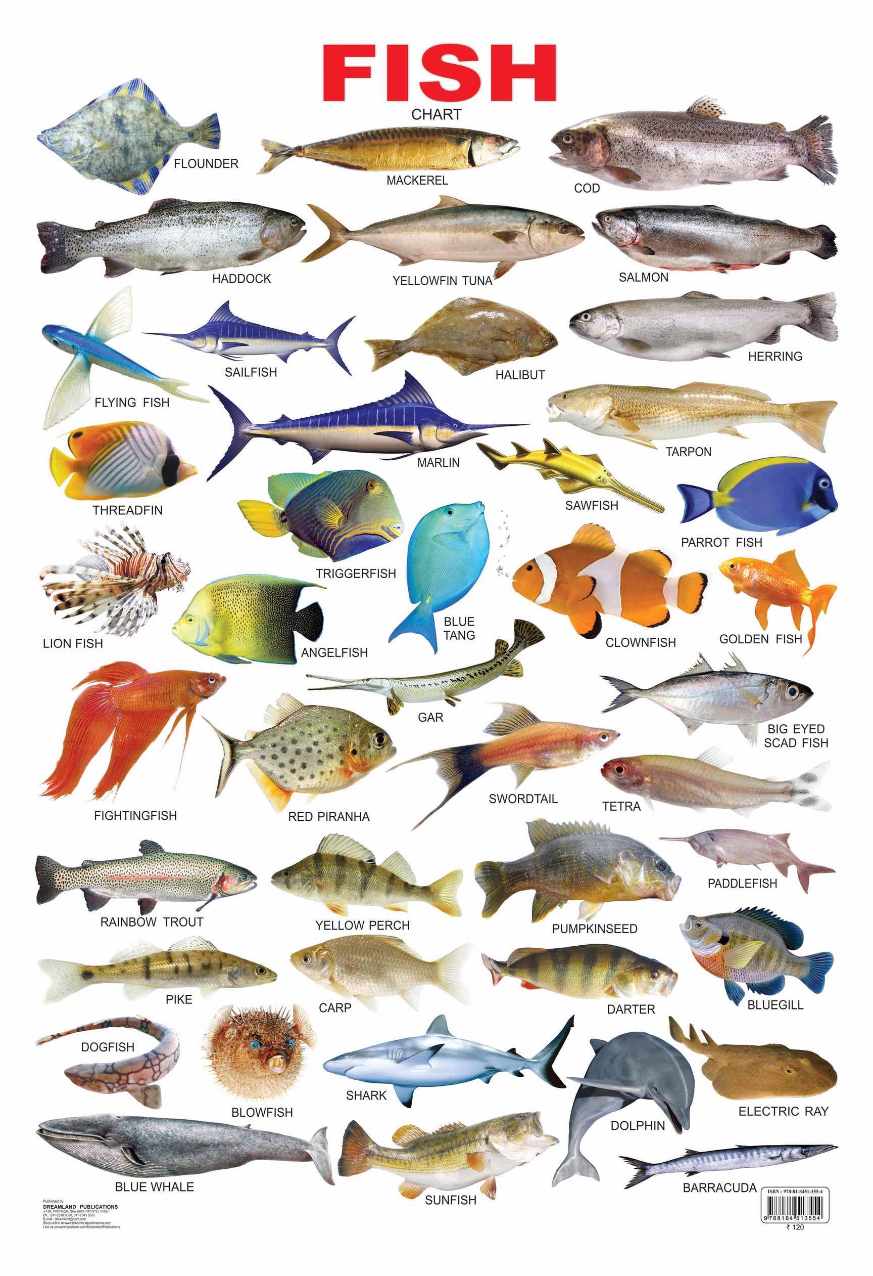 Word of fish. Морские рыбы. Названия рыб на англ. Разновидности рыб. Морские рыбы для детей.