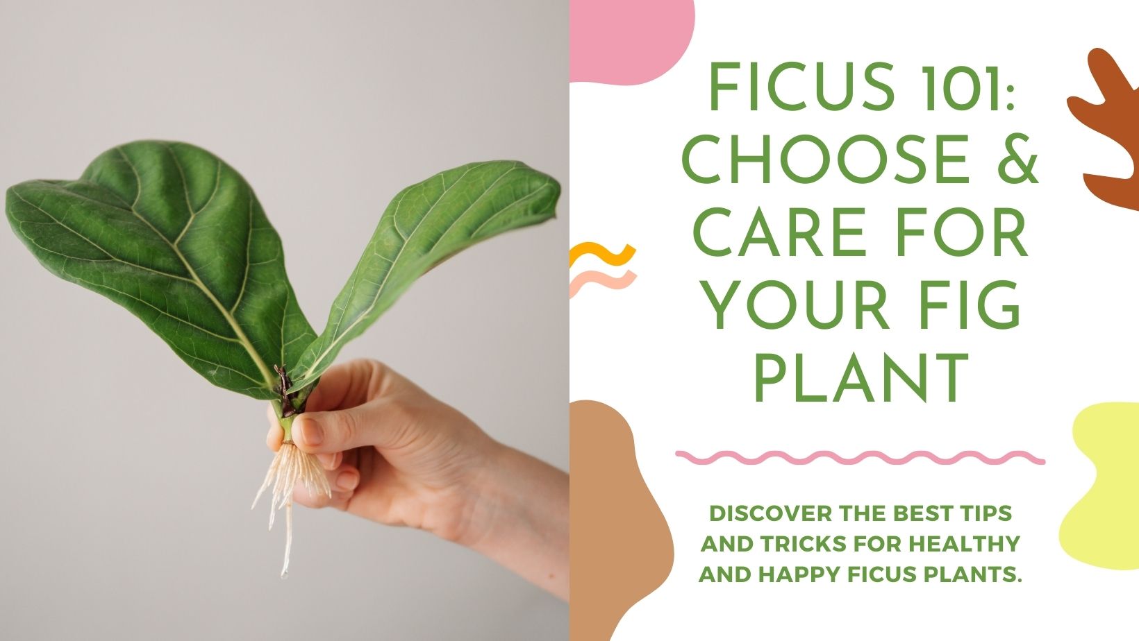 Ficus 101: Choose & Care For Your Fig Plant - Tumbleweed Plants Singapore