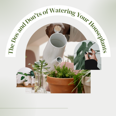 How Often Should You Water Houseplants?