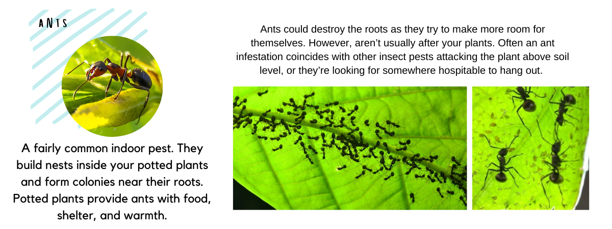 ants infestation found on indoor plants
