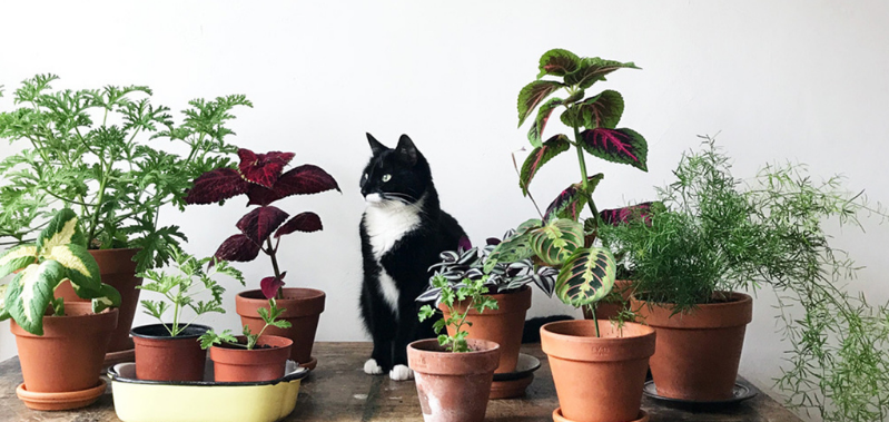 pets friendly houseplants