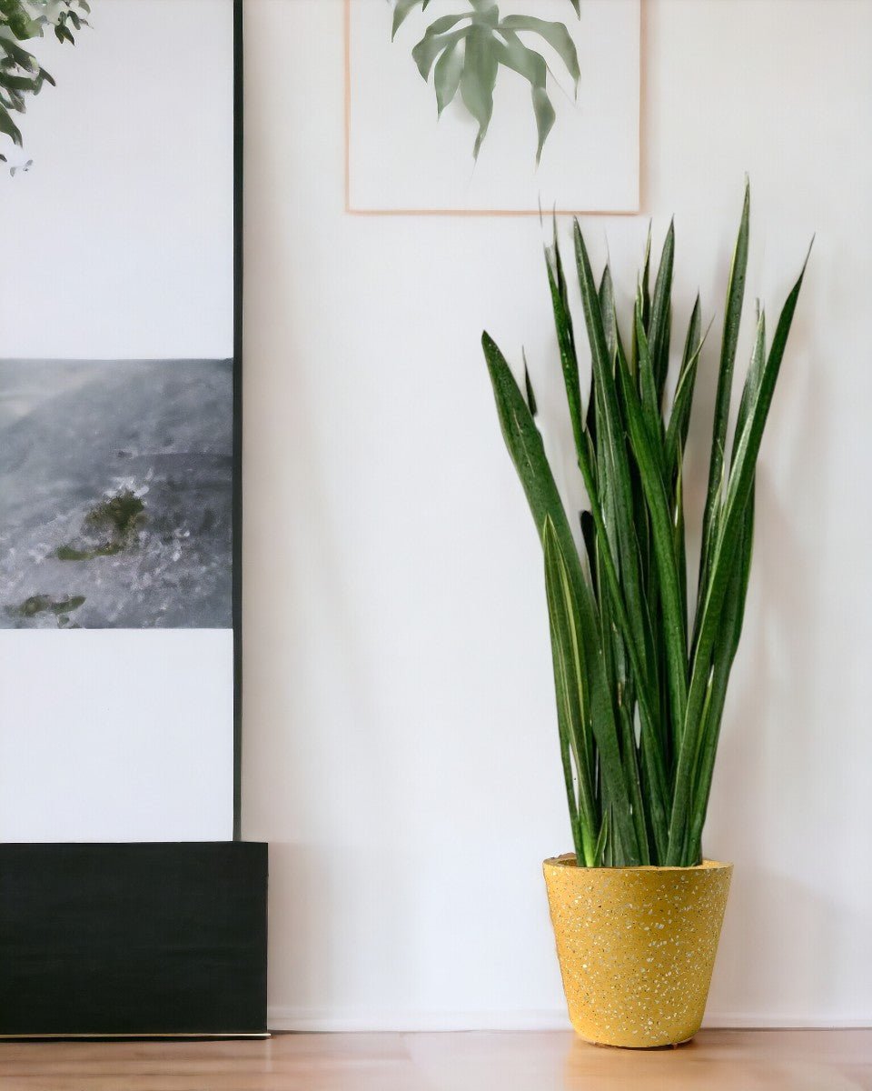 Sansevieria Black Gold - grow pot - Potted plant - Tumbleweed Plants - Online Plant Delivery Singapore