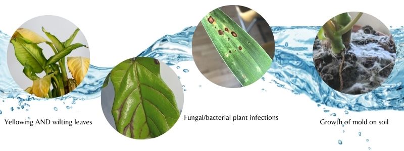 SIGNS THAT YOUR PLANT IS OVERWATERED