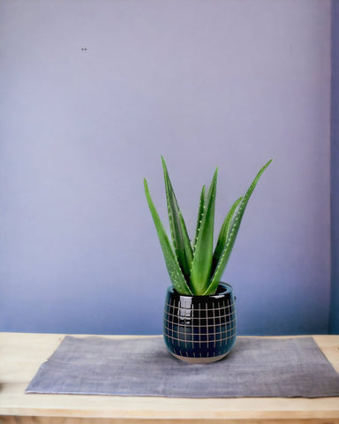 Aloe Vera - striped circle terracotta pot - Potted plant - Tumbleweed Plants - Online Plant Delivery Singapore