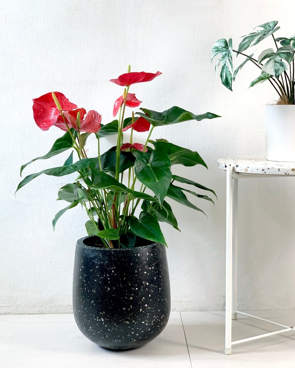 Anthurium Andraeanum Red | Tumbleweed Plants | Reviews on Judge.me