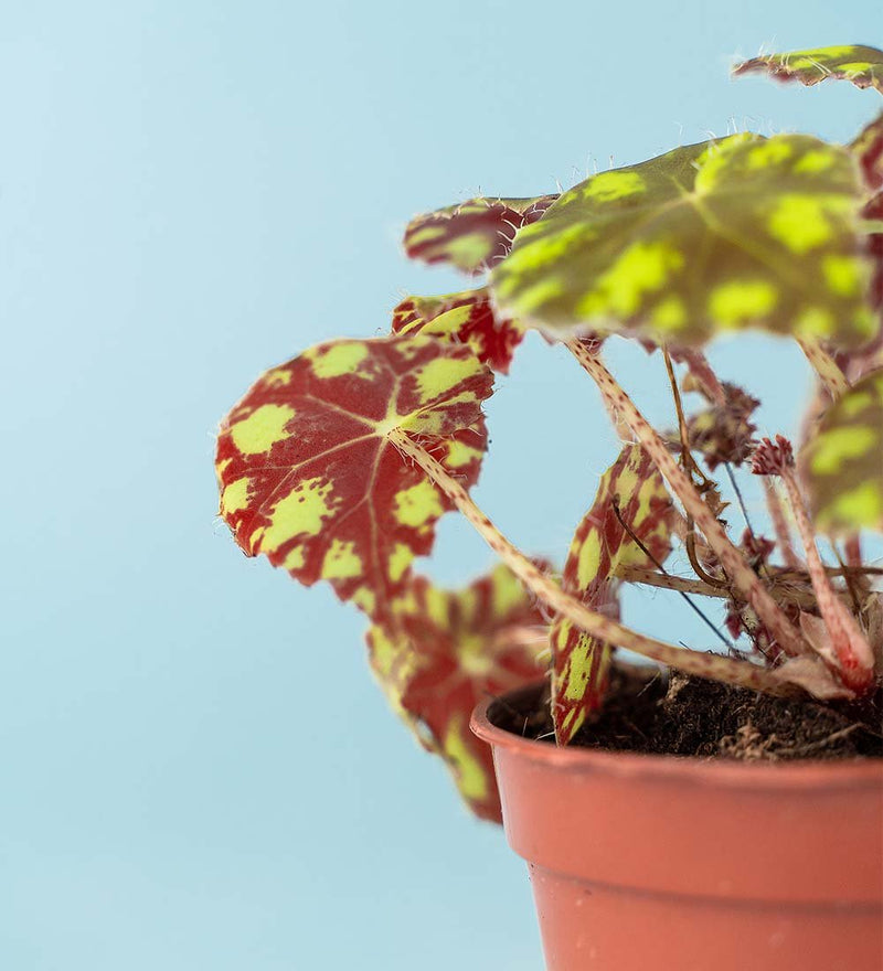 Eyelash Begonia Singapore – Tumbleweed Plants