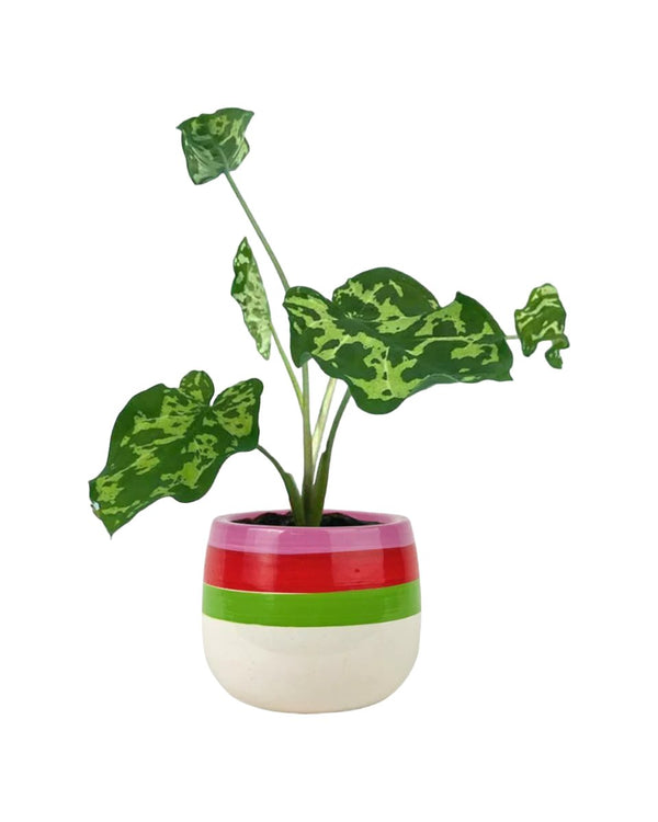 Rubber Tree - Potted plant - Tumbleweed Plants