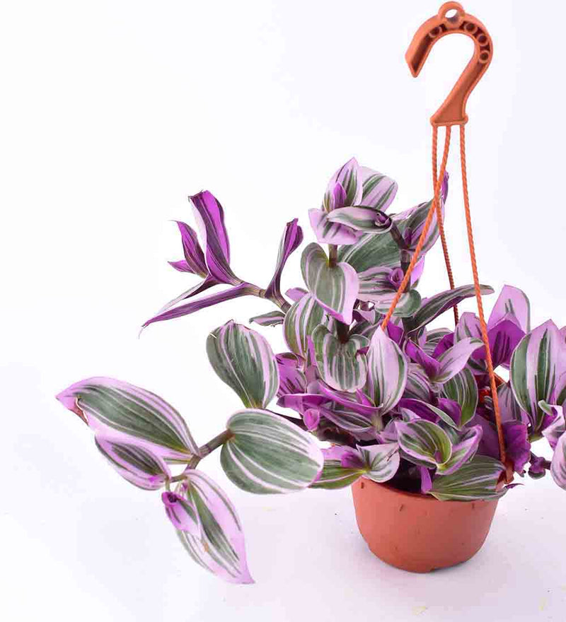 Hanging Tradescantia Plant Singapore – Tumbleweed Plants