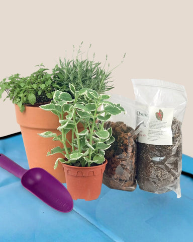 Herb Garden Starter Kit - starter kit - Potted plant - Tumbleweed Plants - Online Plant Delivery Singapore