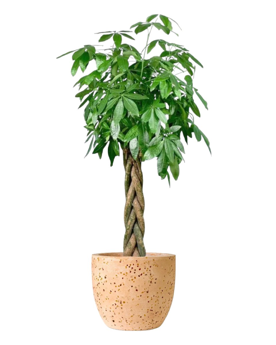 Large Money Tree (1-1.6m) - Tumbleweed Plants product image