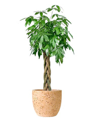 Rubber Tree - Potted plant - Tumbleweed Plants