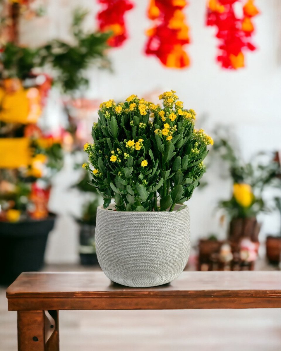 Little Poppy Kalanchoe - little bauble planter - pearl white - Gifting plant - Tumbleweed Plants - Online Plant Delivery Singapore