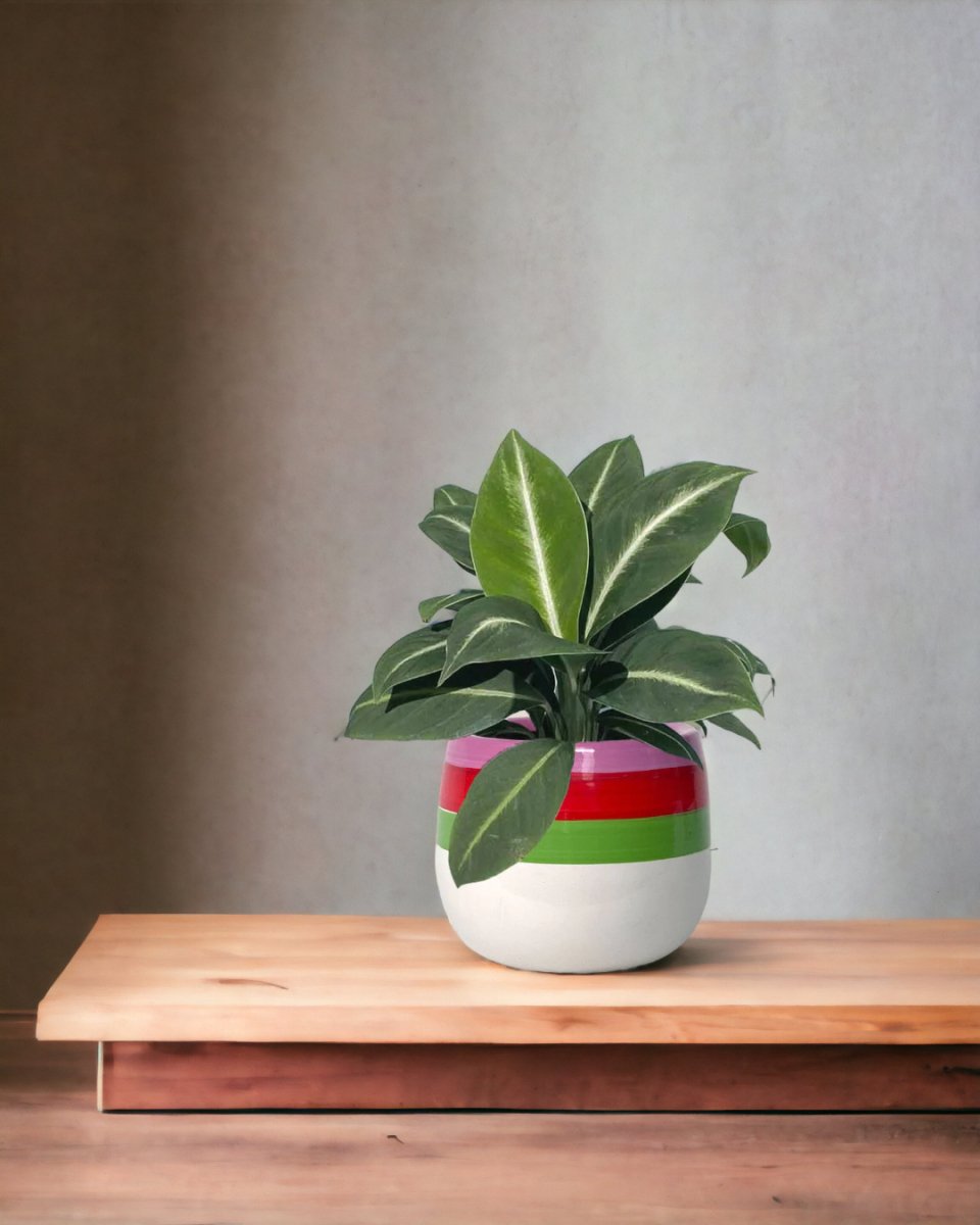 Spathiphyllum ‘White Stripe’ - poppy planter - ariel - Just plant - Tumbleweed Plants - Online Plant Delivery Singapore