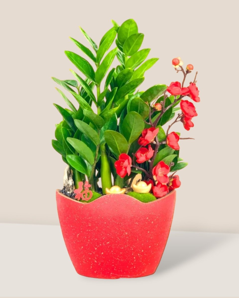 Zamio Zz Plant Arrangement - Potted plant - Tumbleweed Plants - Online Plant Delivery Singapore