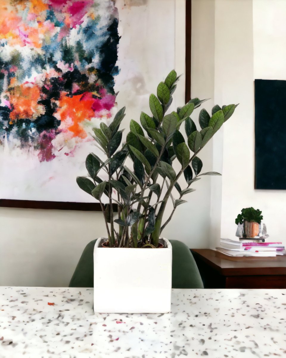 ZZ Raven - bondi cube planter - Just plant - Tumbleweed Plants - Online Plant Delivery Singapore