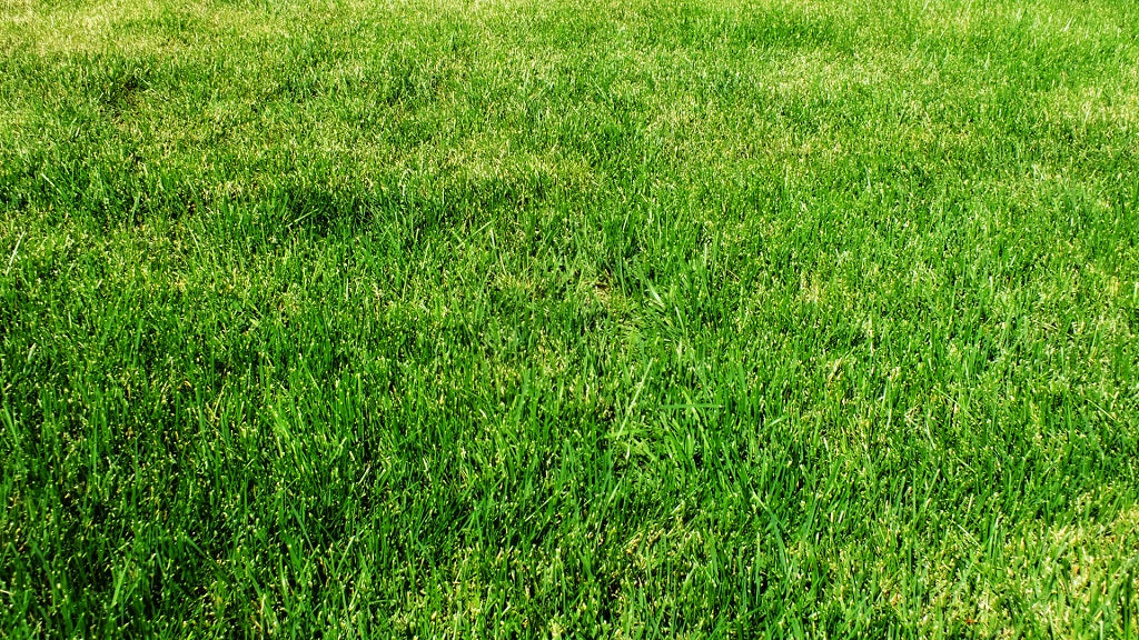 2 Common Natural Grass Problems and How to Fix Them