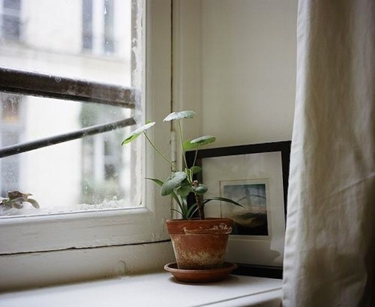 5 Innovative Ways to Stop Sun Reflection Killing Plants