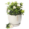 Flowering Plant Gifts