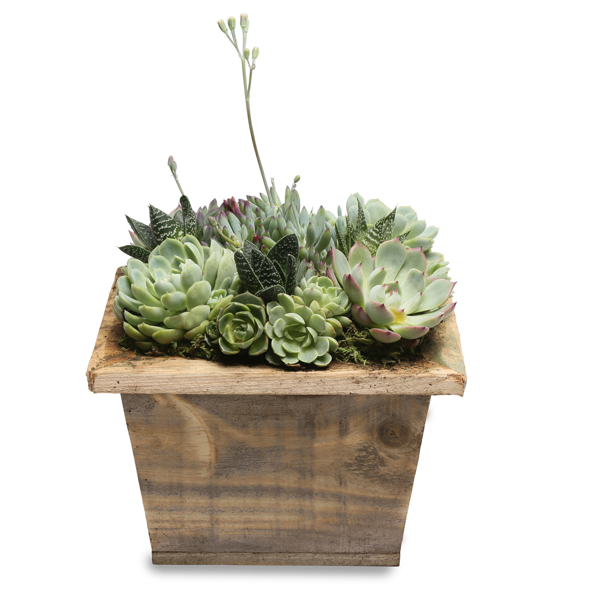 rustic succulent square centerpiece box Growing Gifts