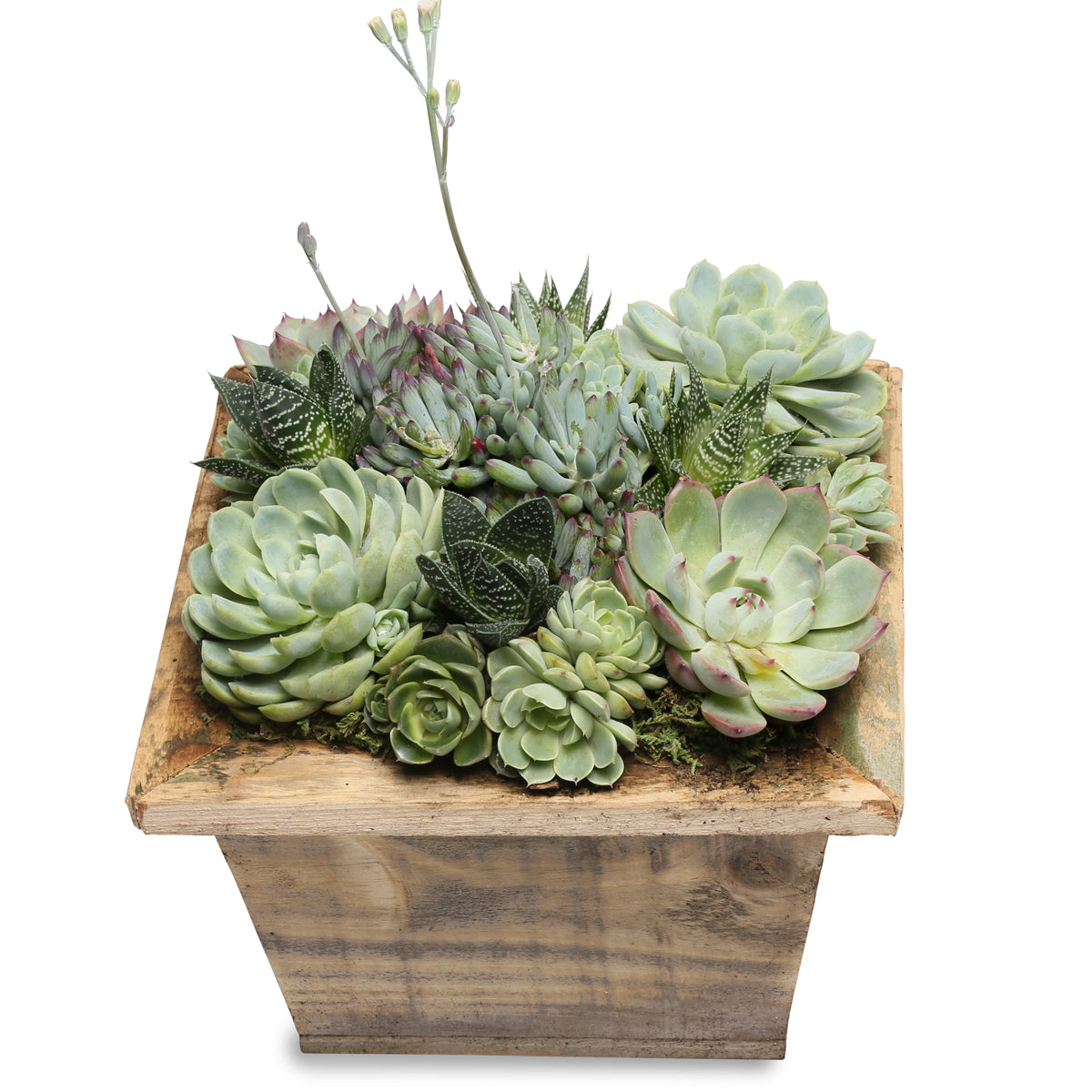 rustic succulent square centerpiece box Growing Gifts