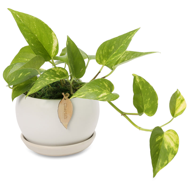 Devils Ivy Ellipse bowls - Growing Gifts