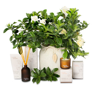 fragrant gardenia indulgent hamper - Growing Gifts